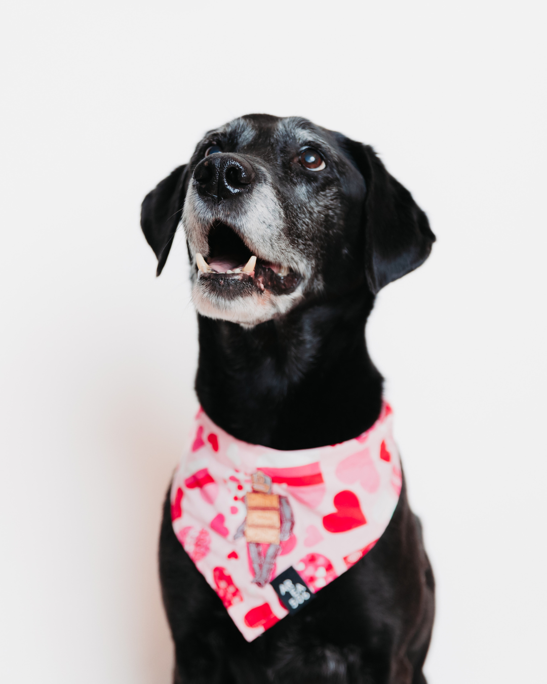 Pet Bandana